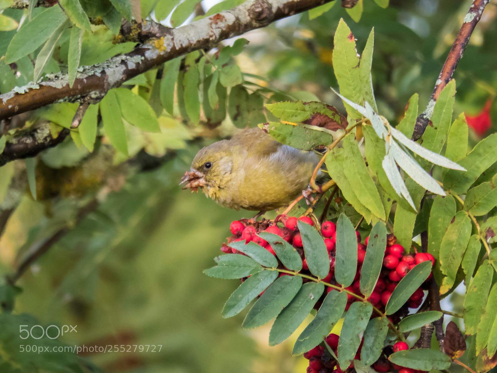 Canon PowerShot SX60 HS sample photo. Greenfinch grnfink o photography