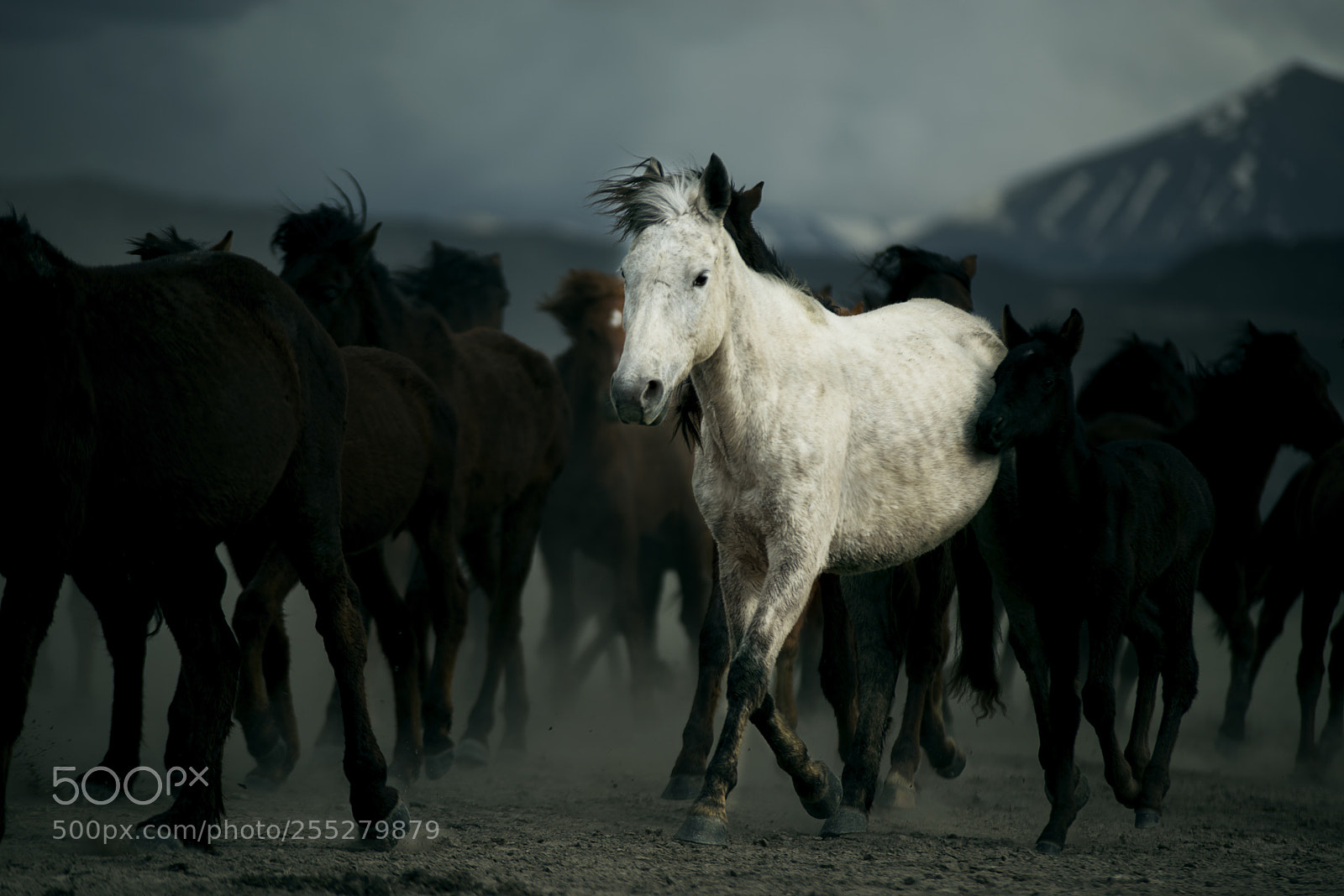 Nikon D800 sample photo. Horse photography