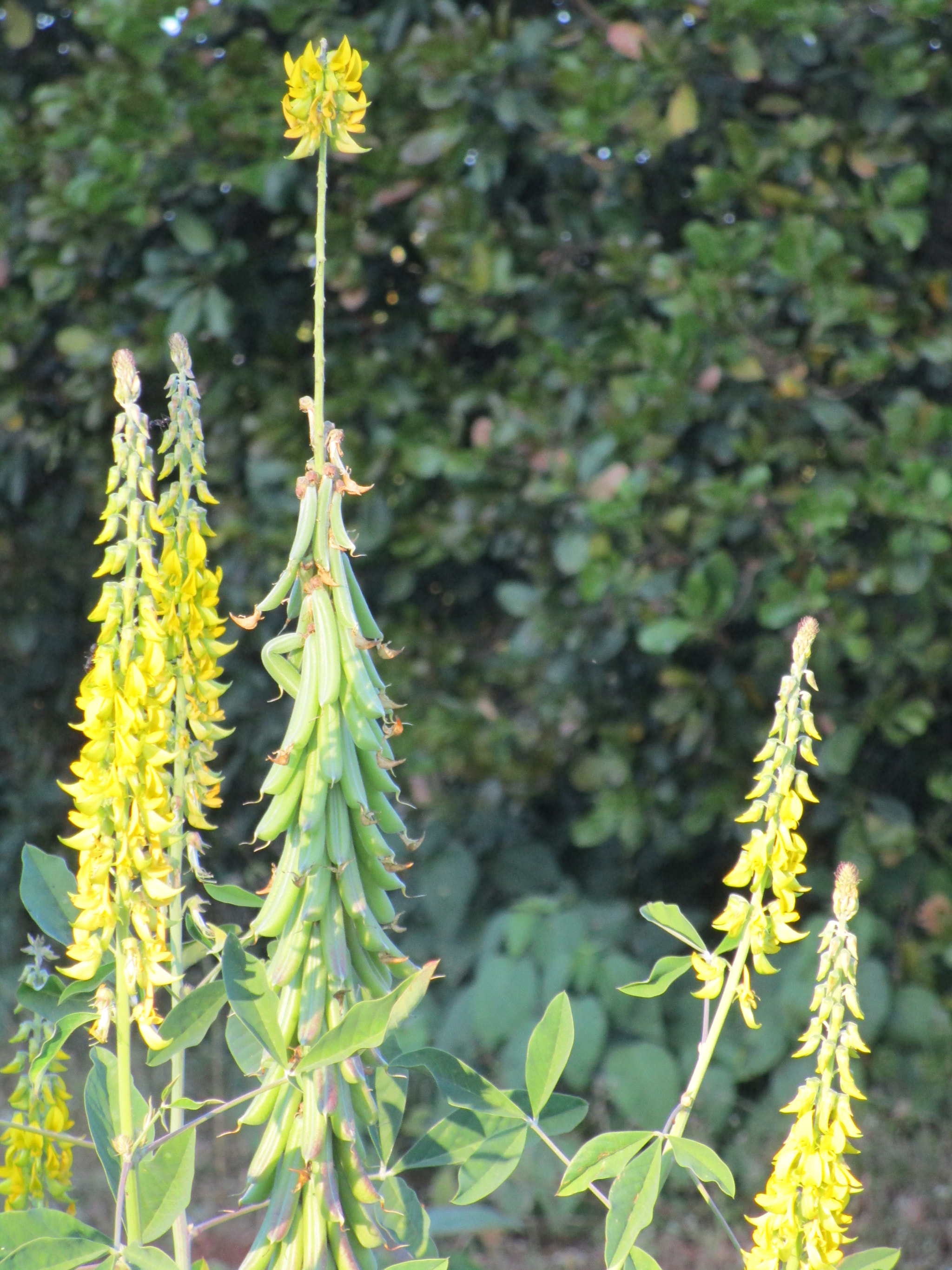 Canon PowerShot ELPH 150 IS (IXUS 155 / IXY 140) sample photo. Img photography