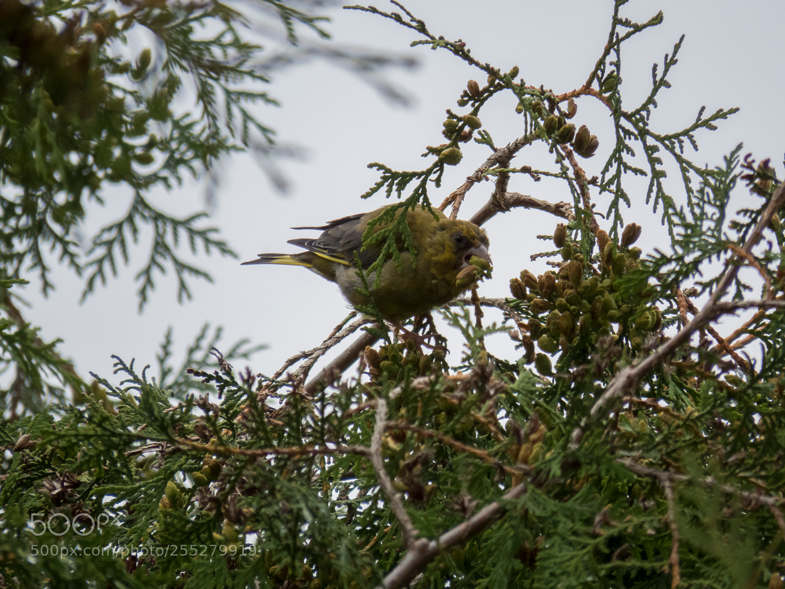 Canon PowerShot SX60 HS sample photo. Greenfinch grnfink o photography