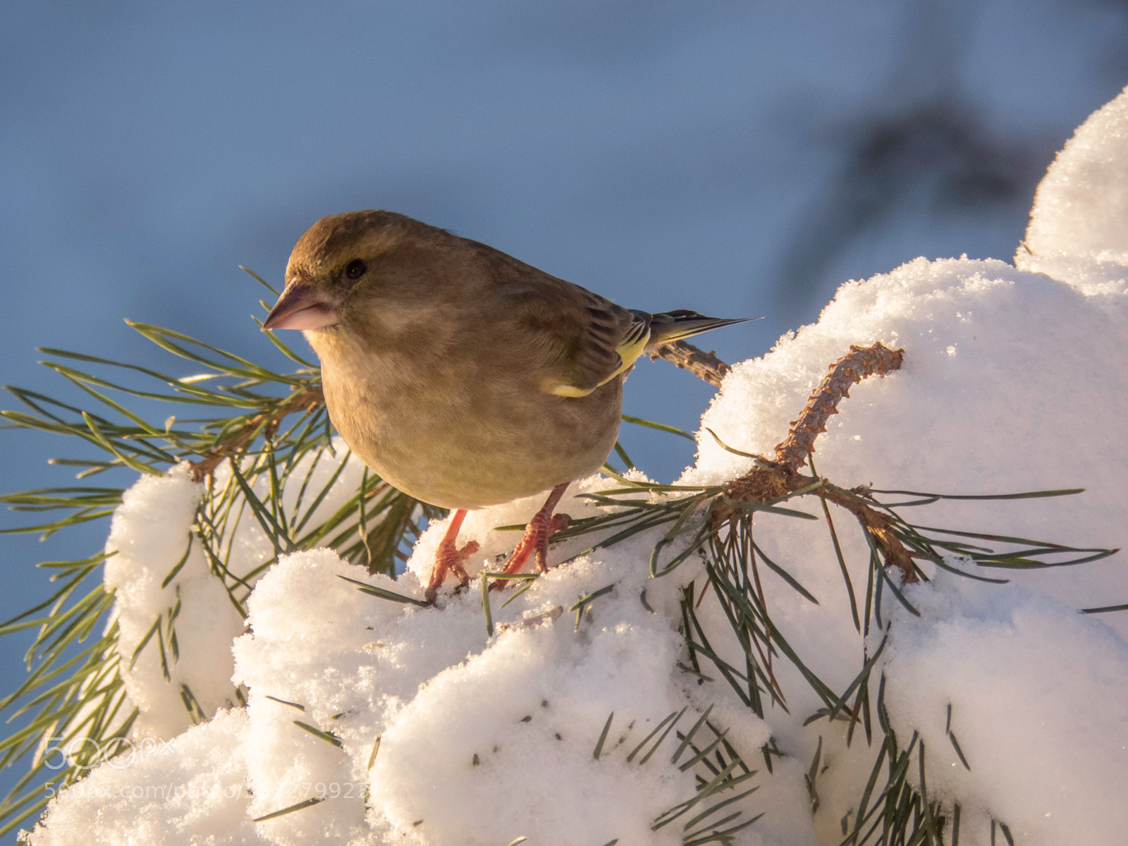 Canon PowerShot SX60 HS sample photo. Greenfinch grnfink o photography