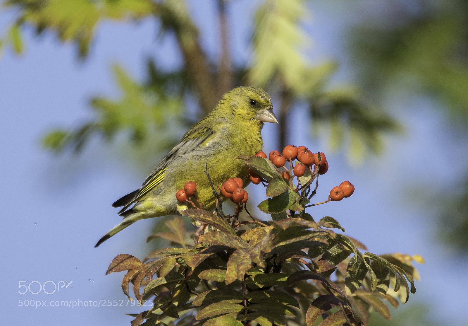 Nikon D5300 sample photo. Greenfinch grnfink o photography