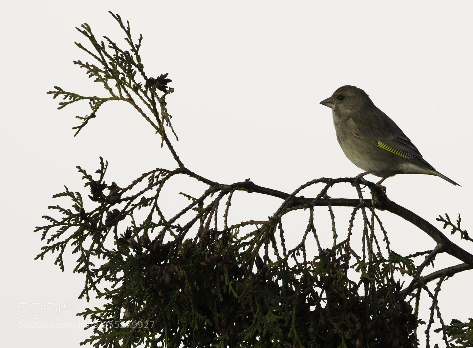Nikon D5300 sample photo. Greenfinch grnfink o photography
