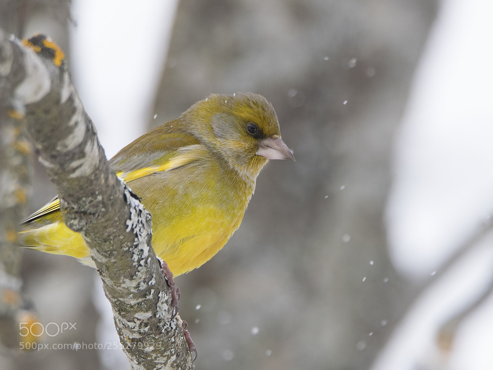Nikon D5300 sample photo. Greenfinch grnfink o photography