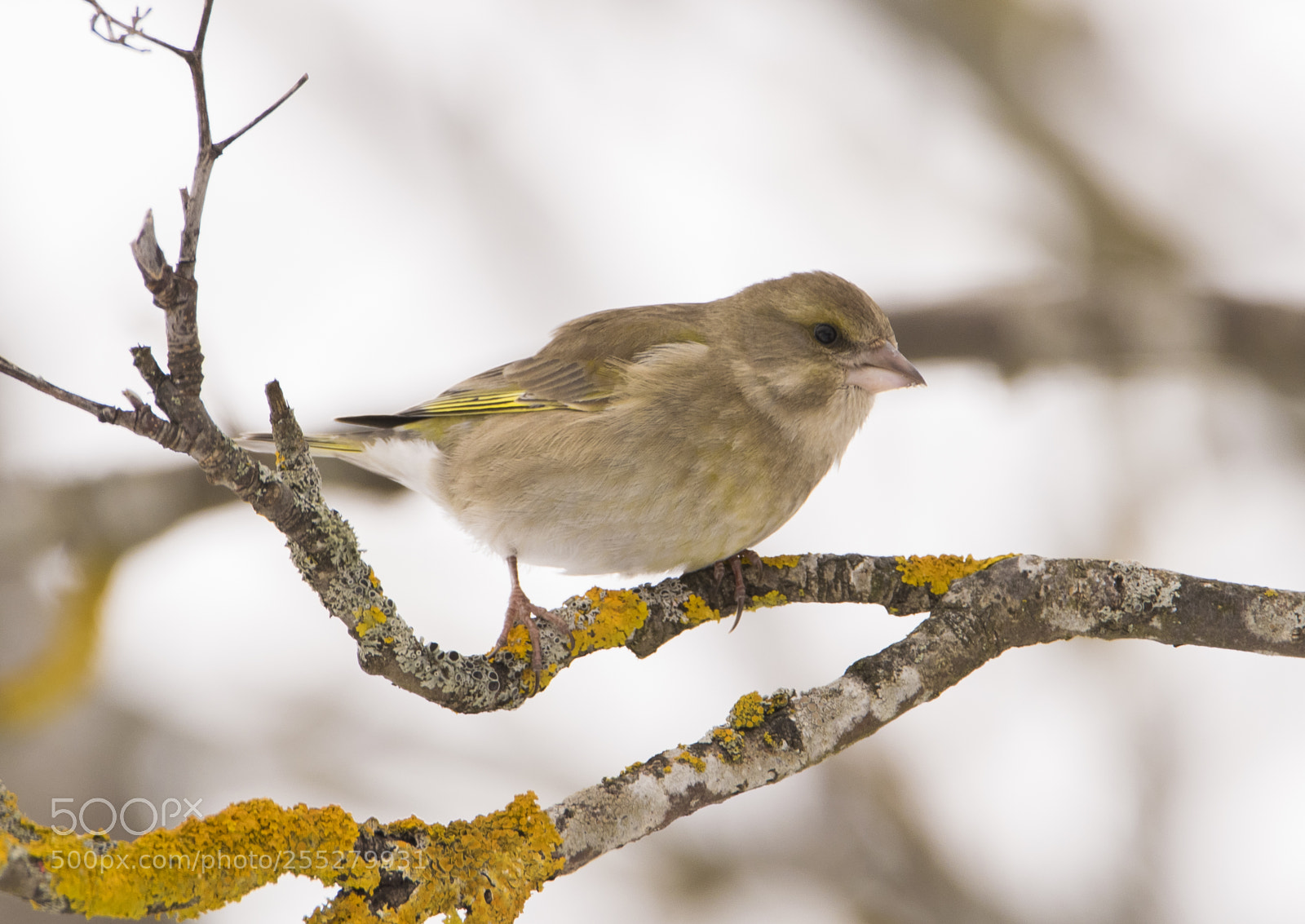 Nikon D5300 sample photo. Greenfinch grnfink o photography