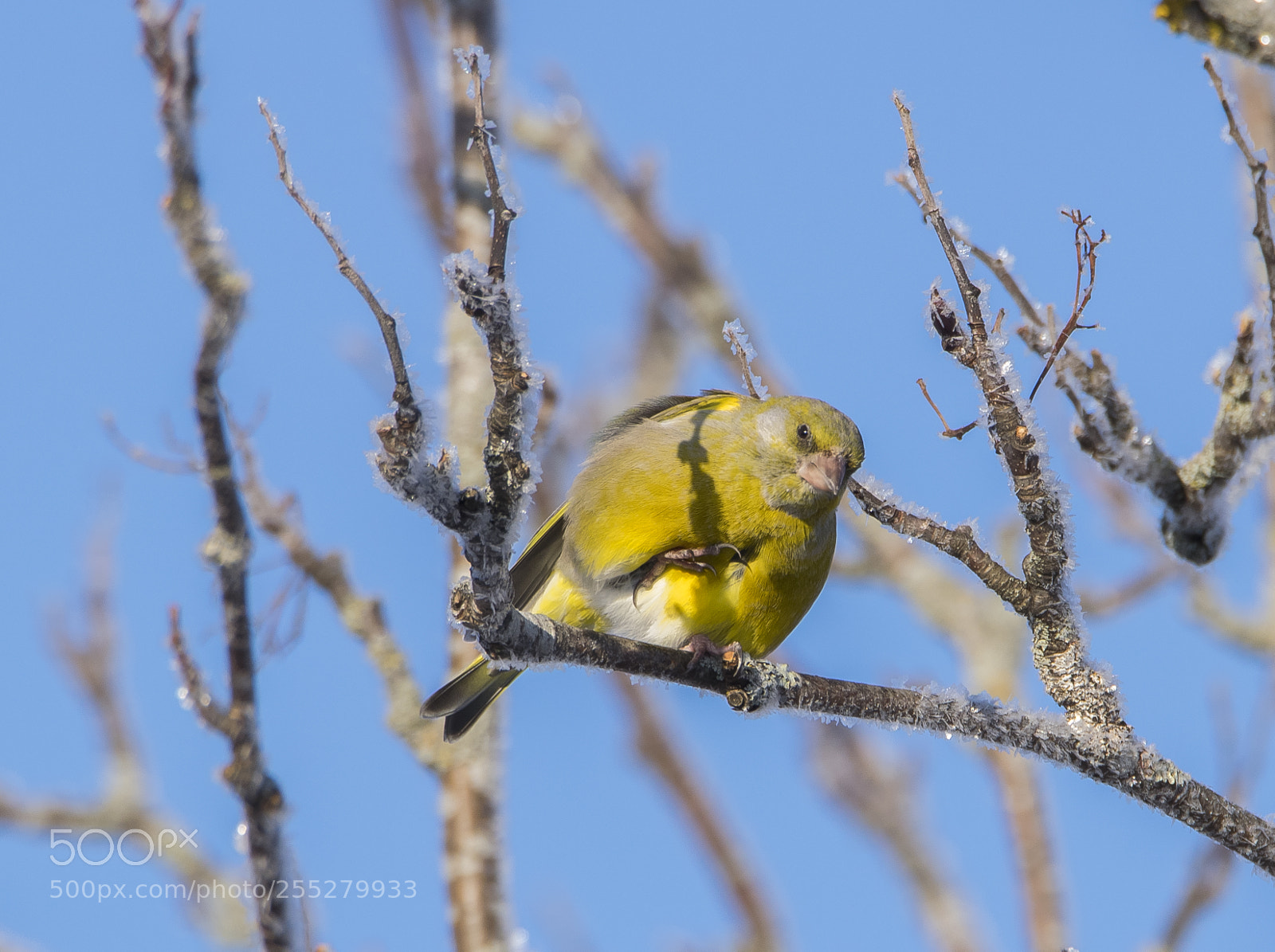 Nikon D5300 sample photo. Greenfinch grnfink o photography