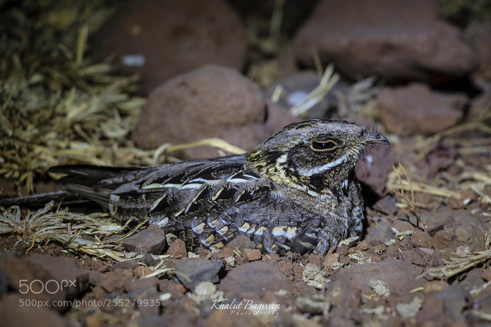 Canon EOS 7D Mark II sample photo. Nightjar photography