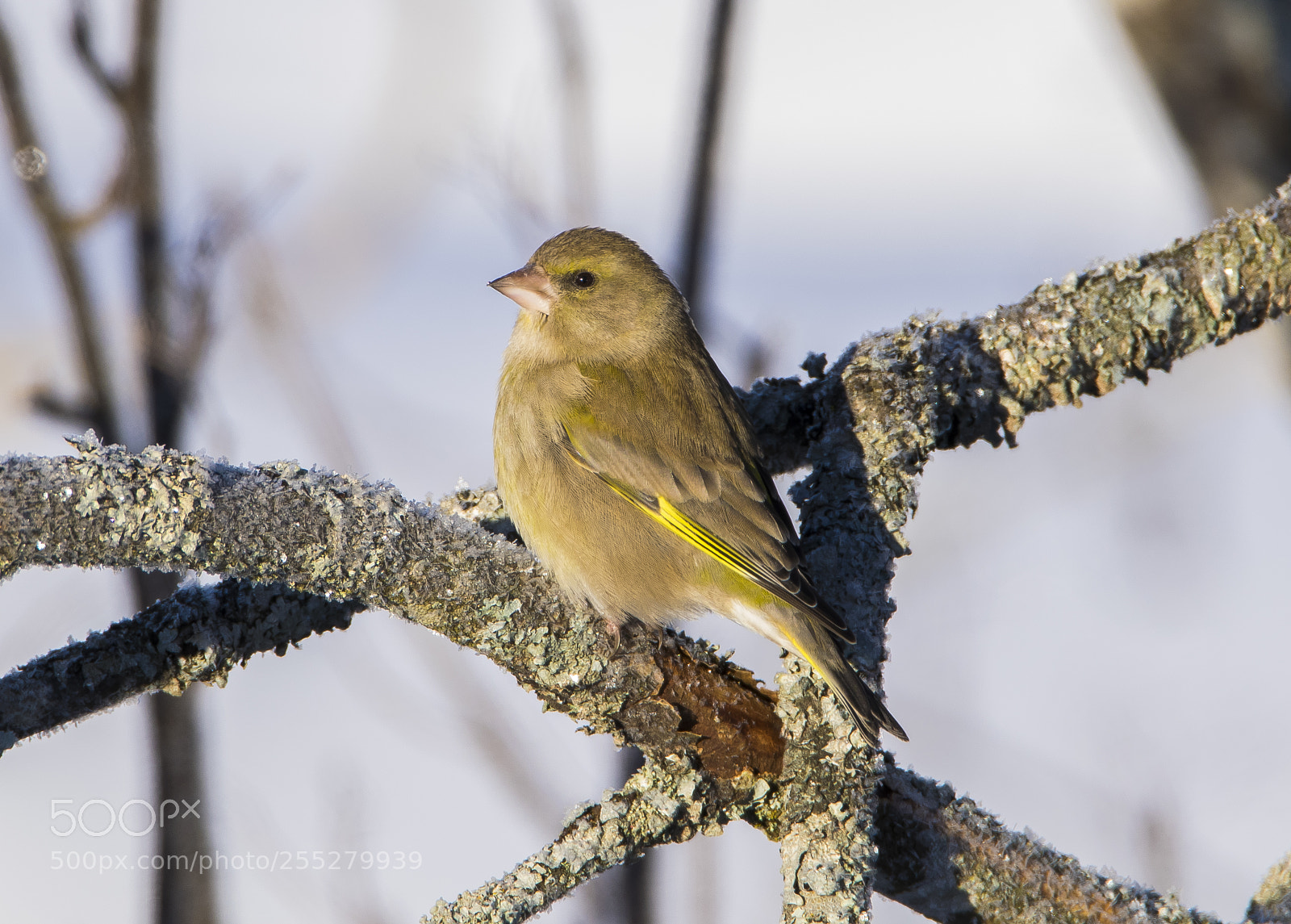 Nikon D5300 sample photo. Greenfinch grnfink o photography