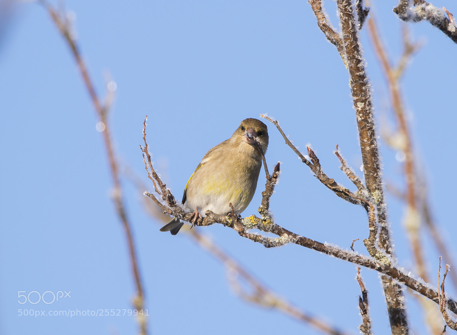 Nikon D5300 sample photo. Greenfinch grnfink o photography