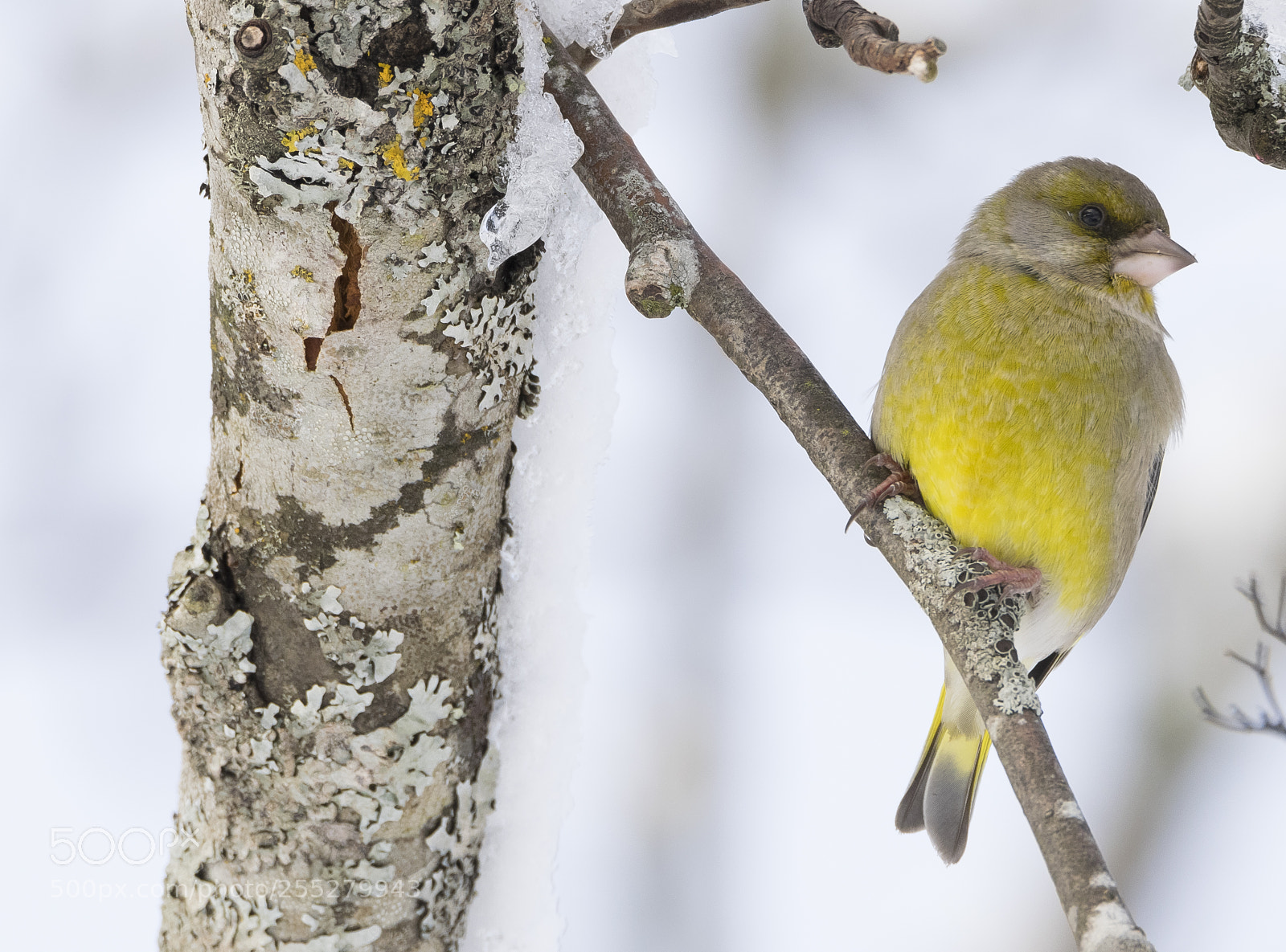Nikon D5300 sample photo. Greenfinch grnfink o photography