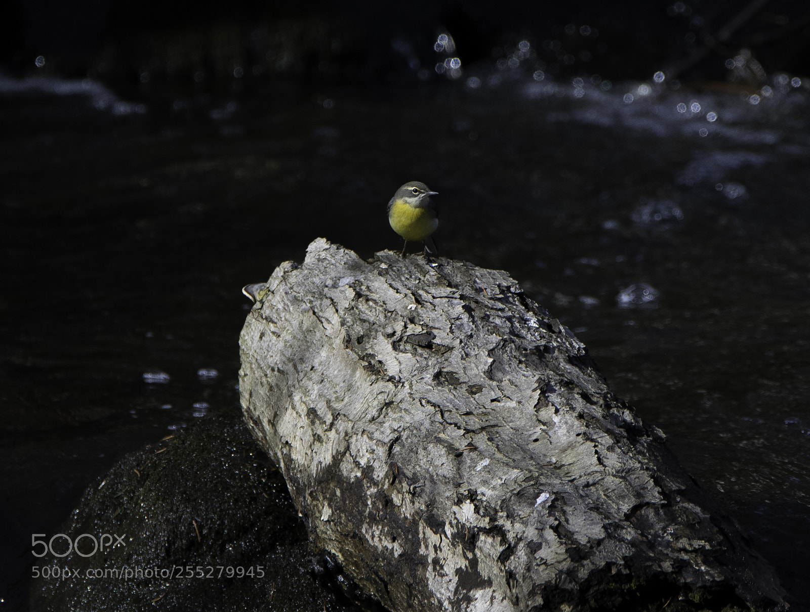 Nikon D5300 sample photo. Grey wagtail forsrla o photography