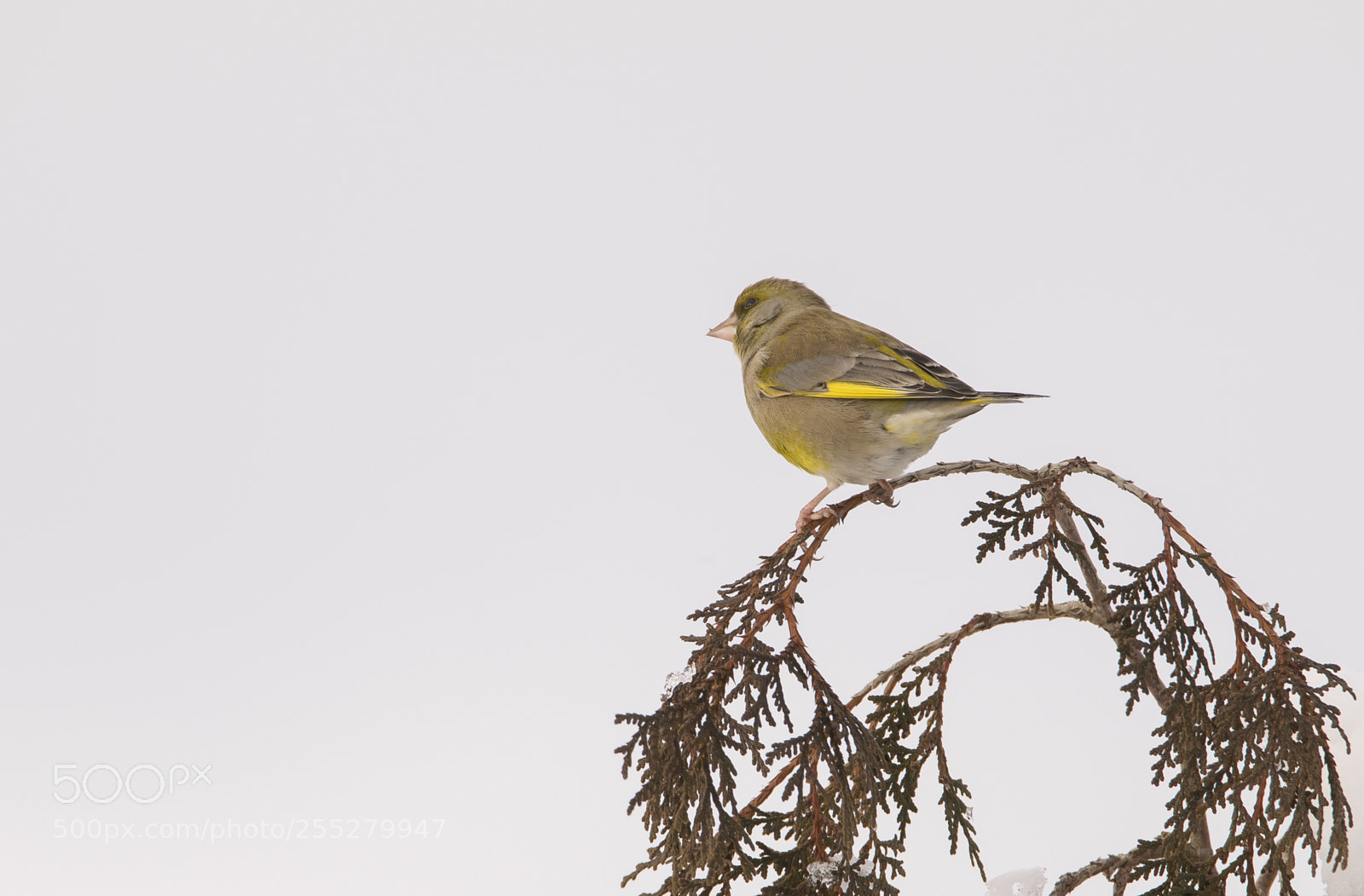 Nikon D5300 sample photo. Greenfinch grnfink o photography
