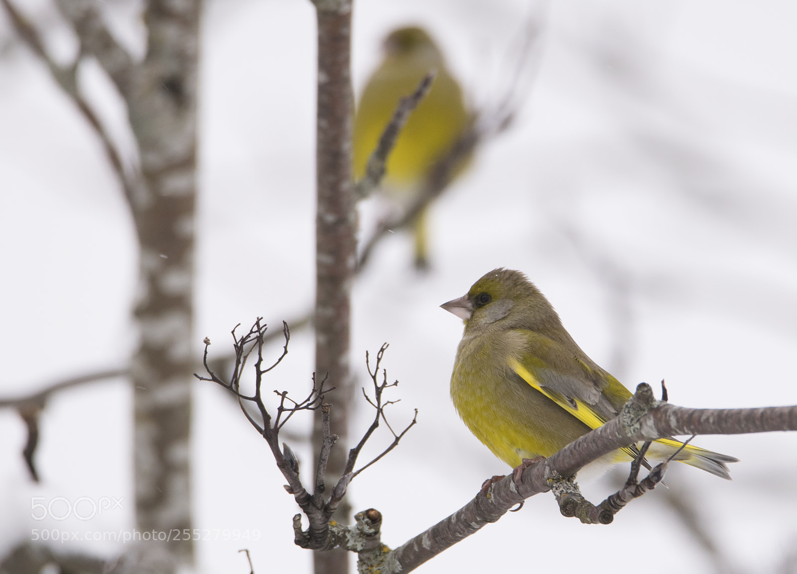 Nikon D5300 sample photo. Greenfinch grnfink o photography