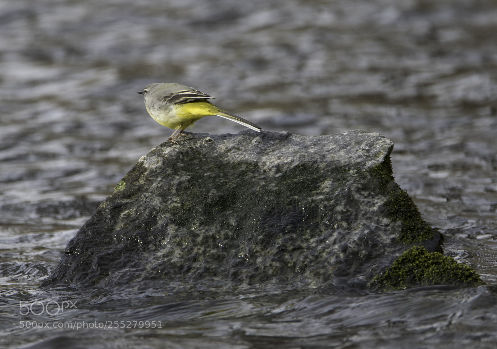 Nikon D5300 sample photo. Grey wagtail forsrla o photography
