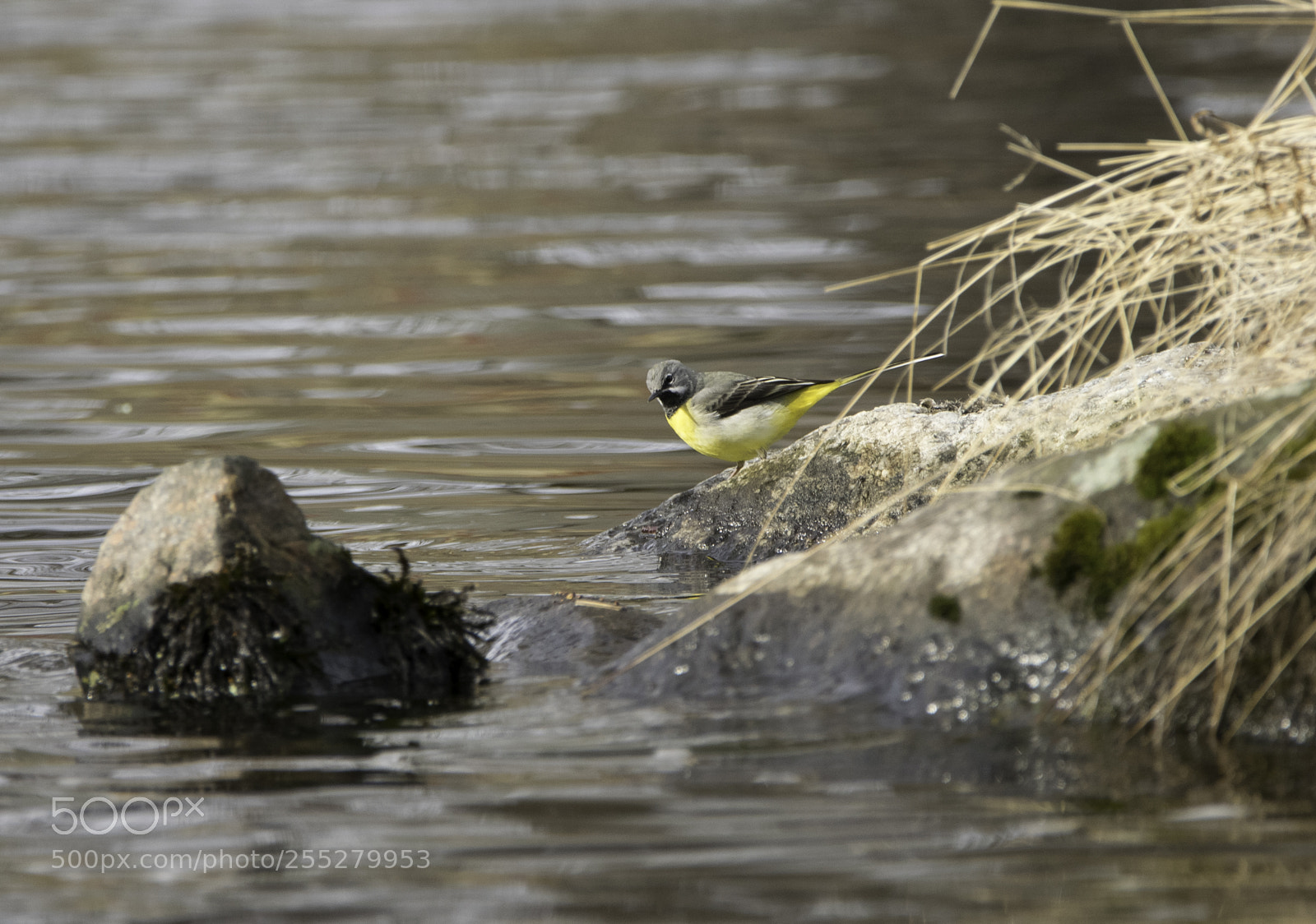 Nikon D5300 sample photo. Grey wagtail forsrla o photography