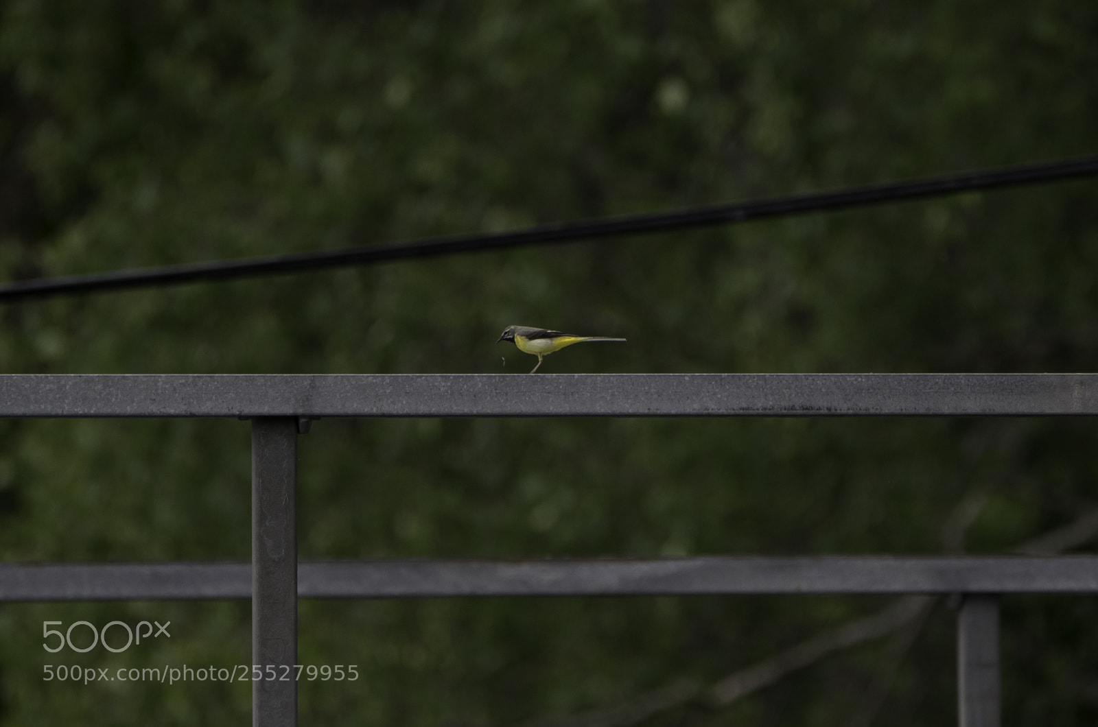 Nikon D5300 sample photo. Grey wagtail forsrla o photography
