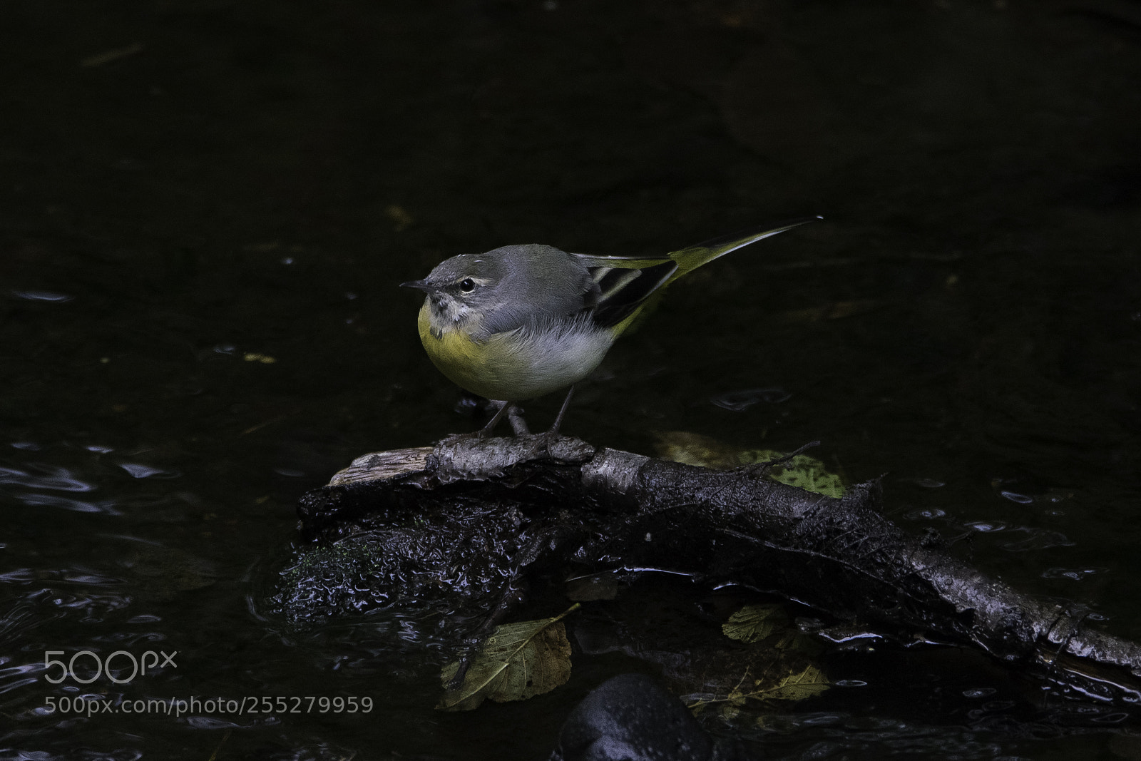 Nikon D5300 sample photo. Grey wagtail forsrla o photography