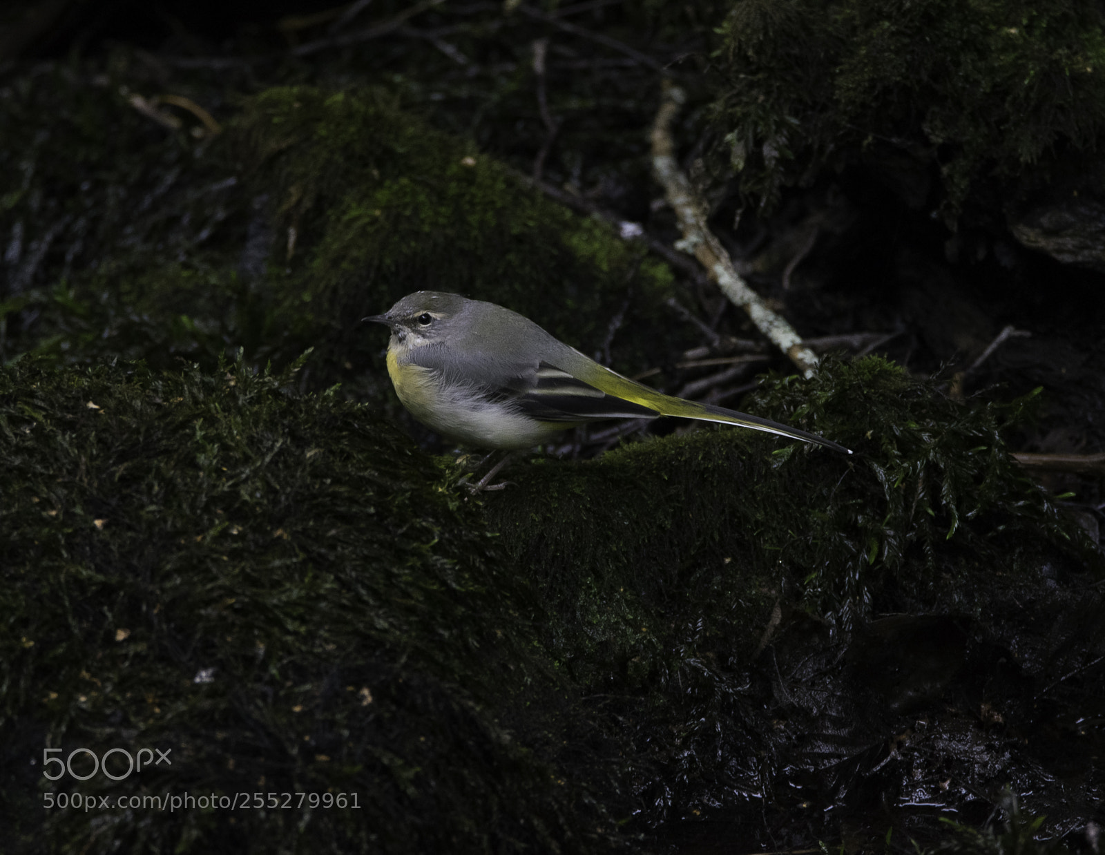 Nikon D5300 sample photo. Grey wagtail forsrla o photography