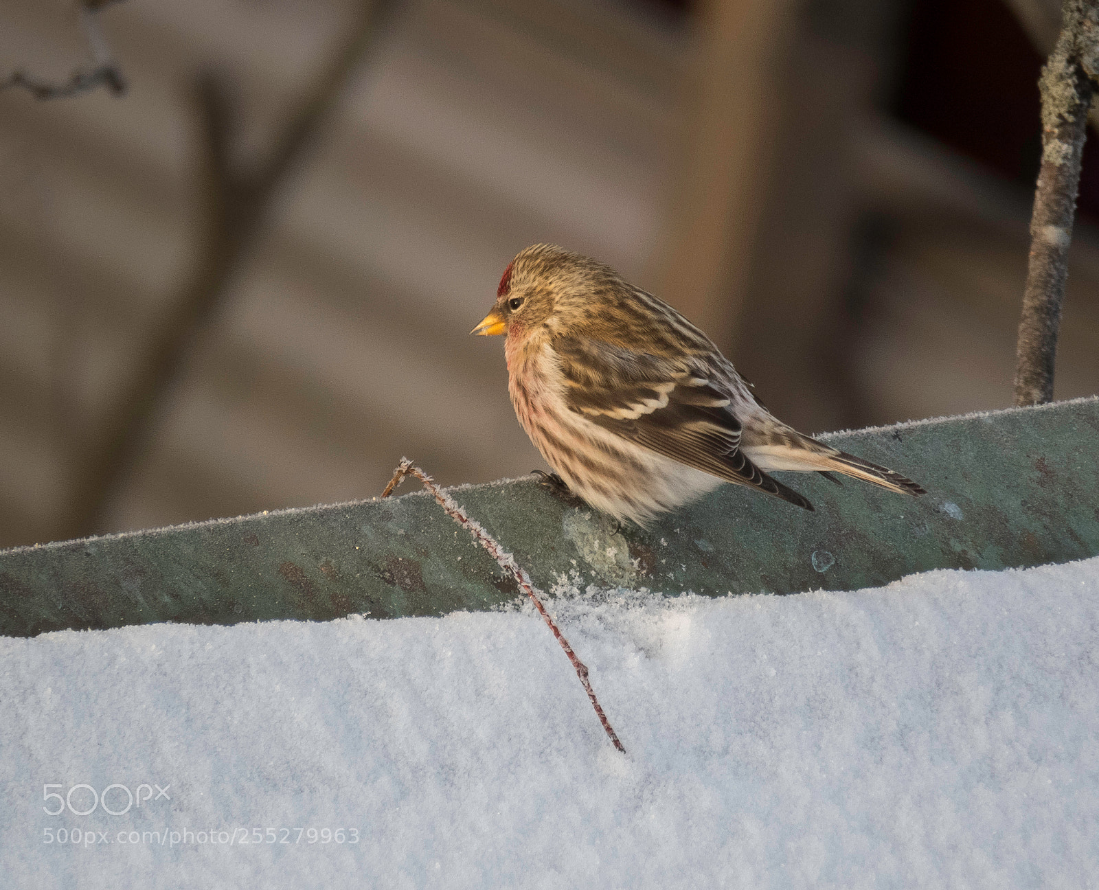 Canon PowerShot SX60 HS sample photo. Grsiska redpoll o photography