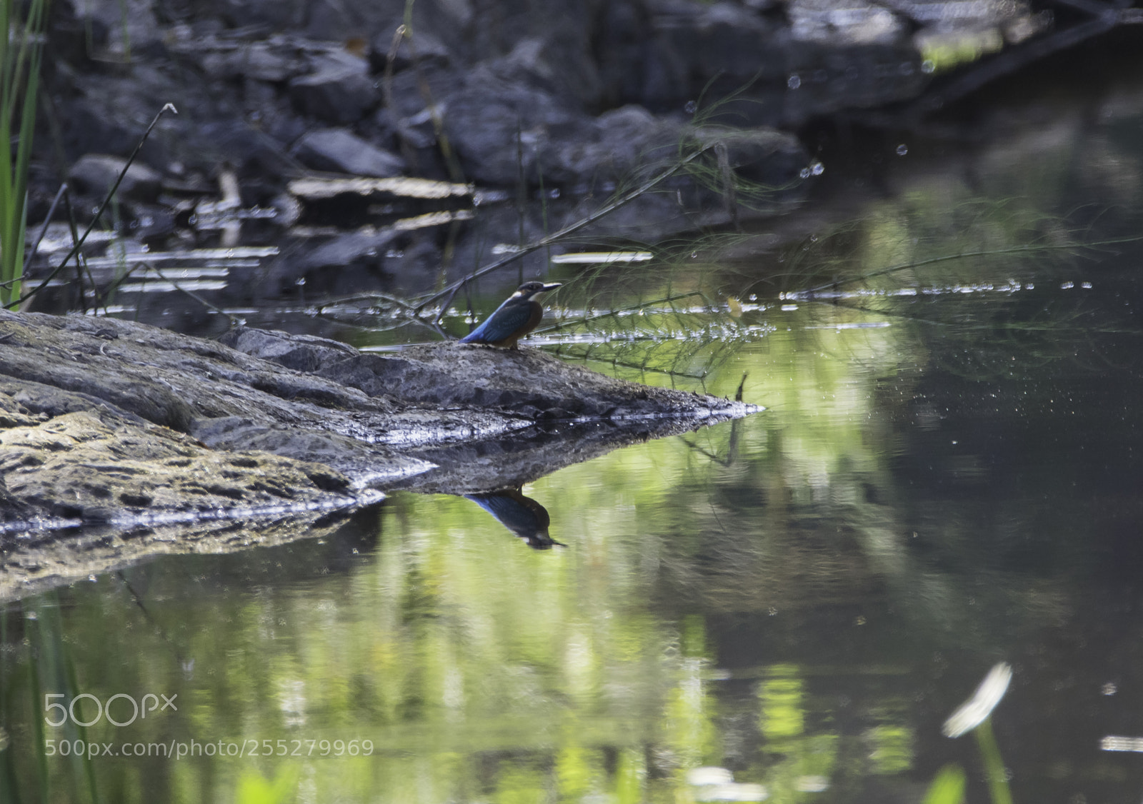 Nikon D5300 sample photo. Kingfisher kungsfiskare o photography