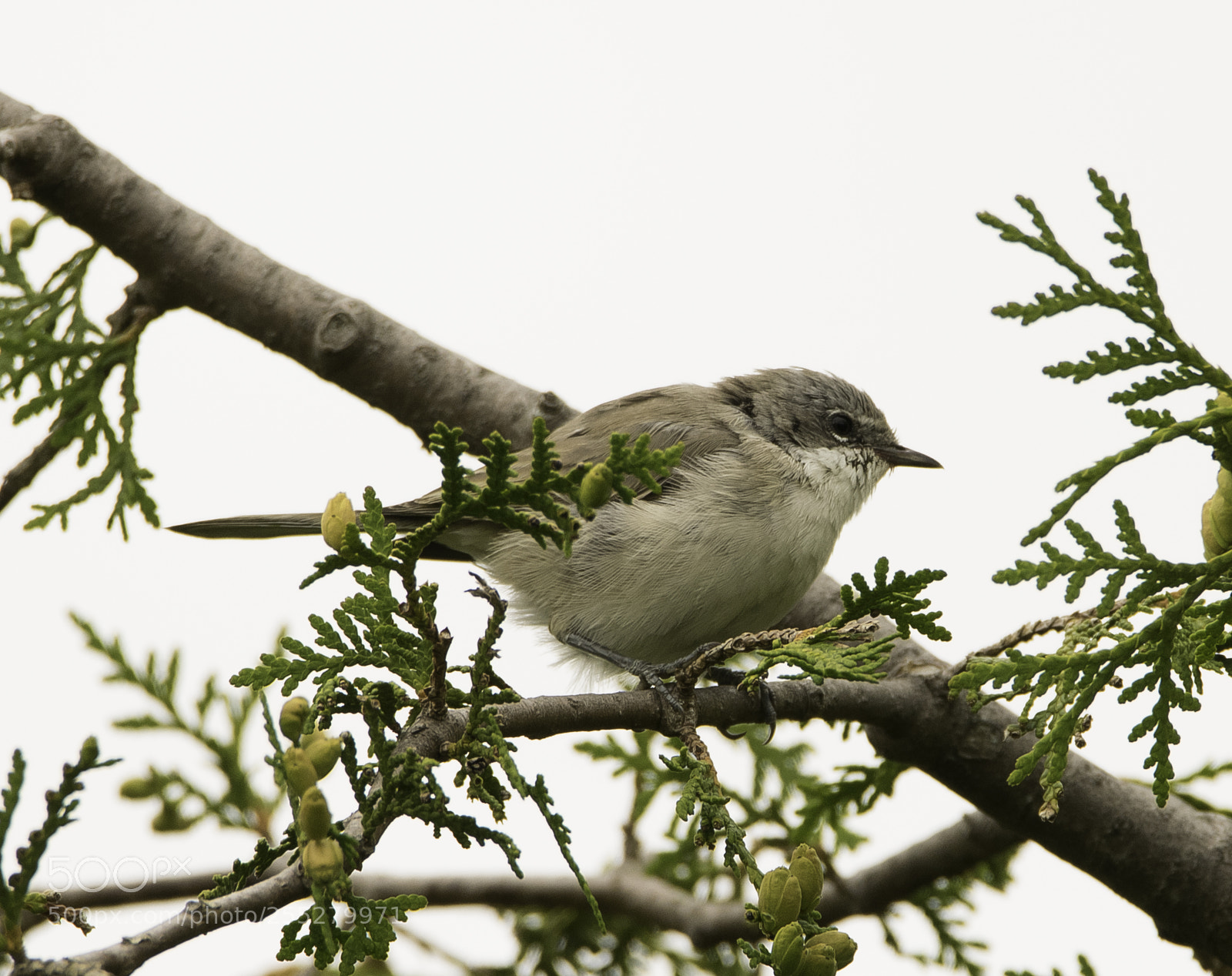 Nikon D5300 sample photo. Lesser whitethroat lvsngare o photography