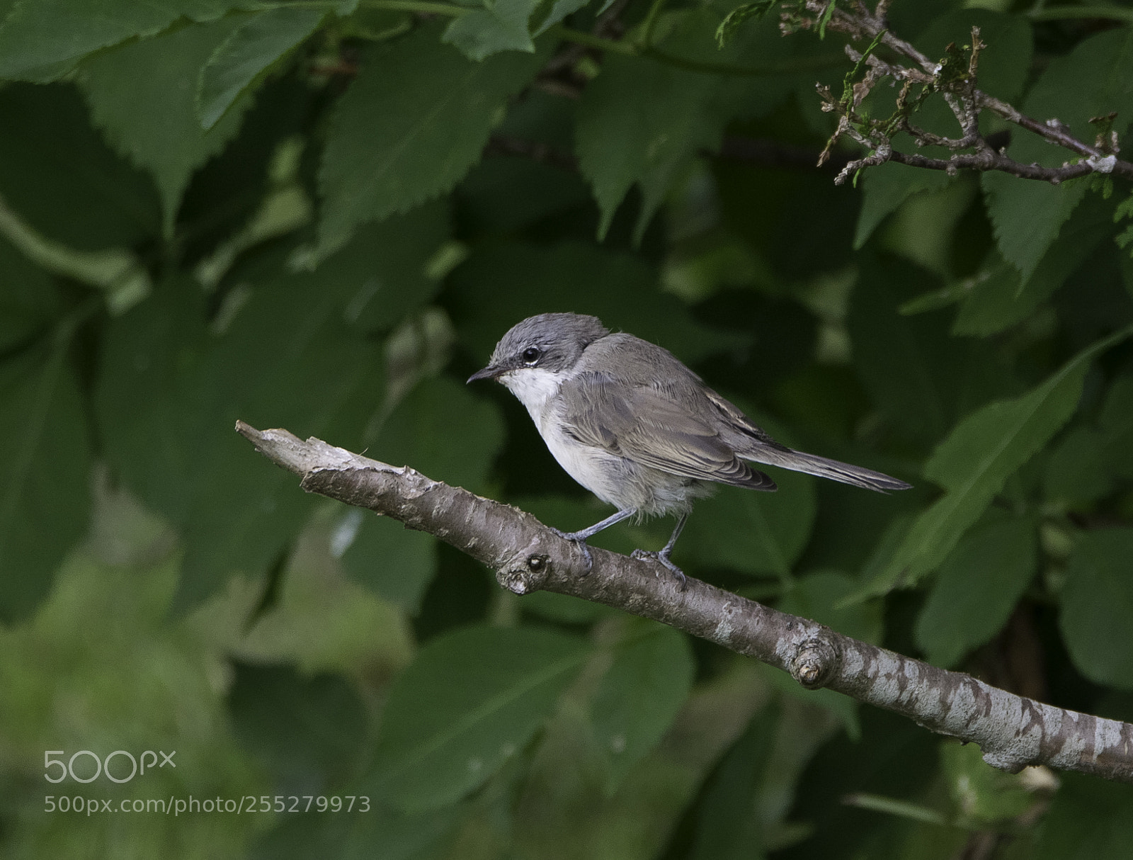 Nikon D5300 sample photo. Lesser whitethroat rtsngare o photography