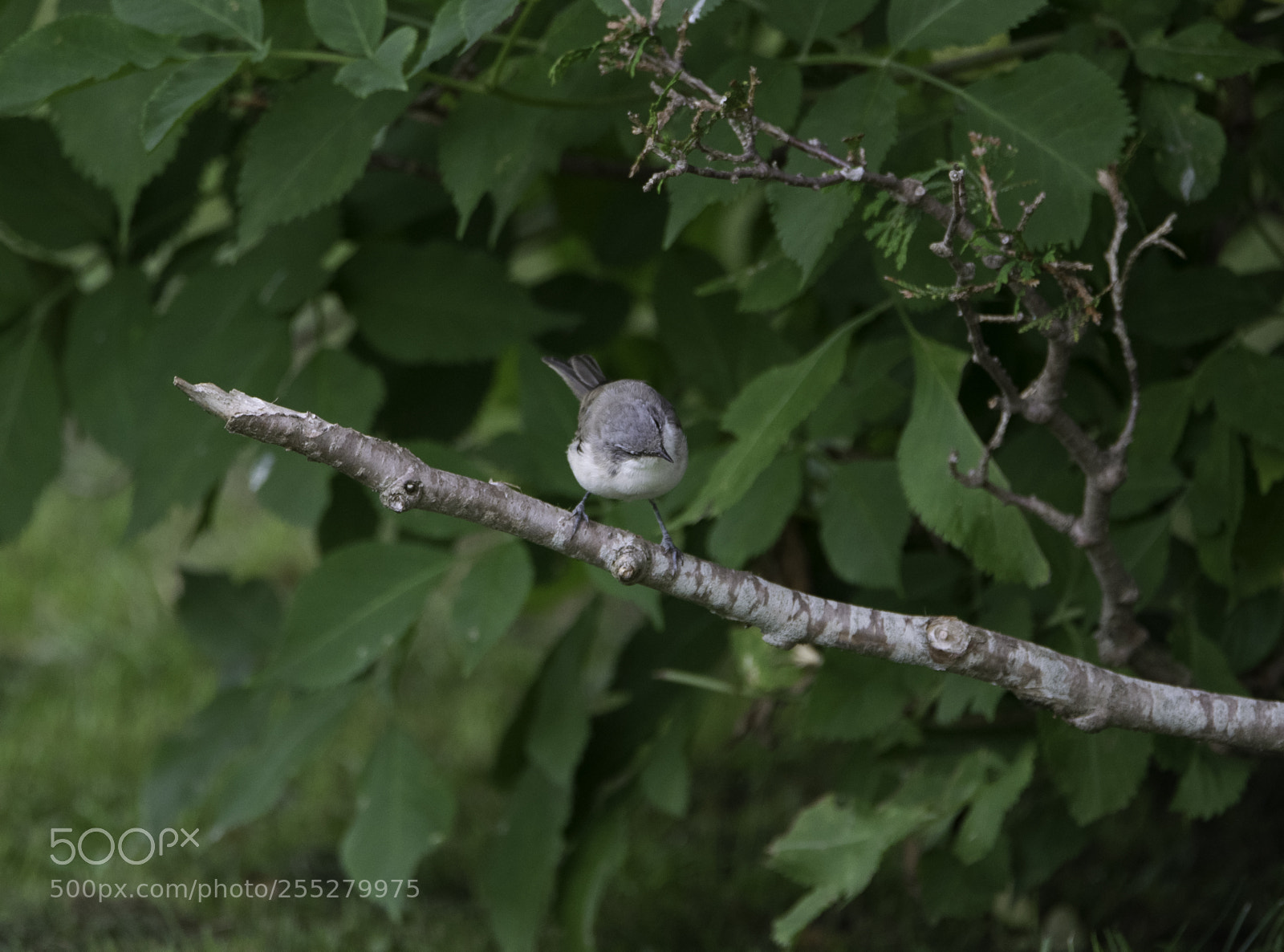 Nikon D5300 sample photo. Lesser whitethroat rtsngare o photography