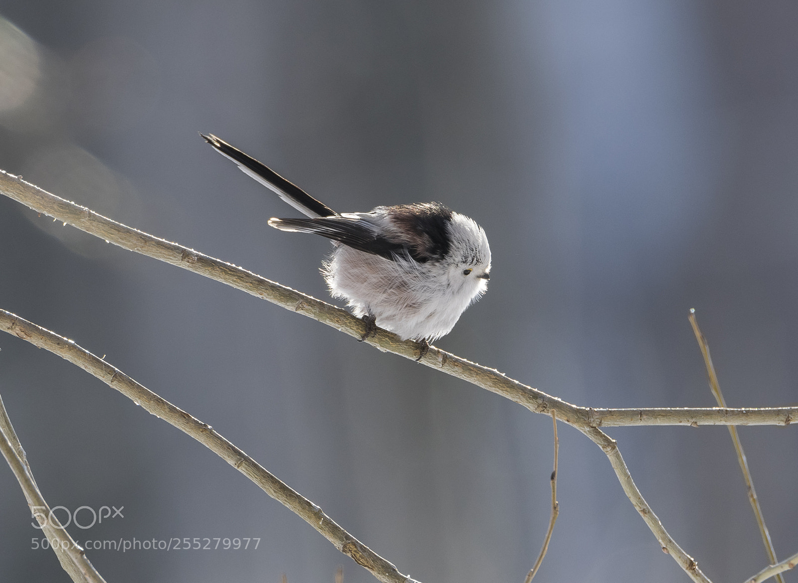 Nikon D5300 sample photo. Longtailed tit stjrtmes o photography