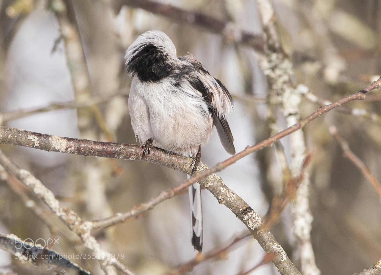 Nikon D5300 sample photo. Longtailed tit stjrtmes o photography