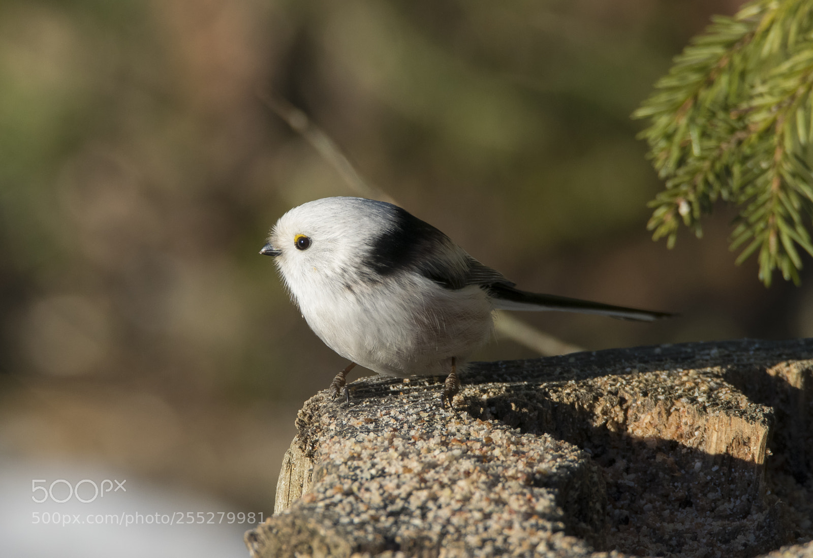 Nikon D5300 sample photo. Longtailed tit stjrtmes o photography