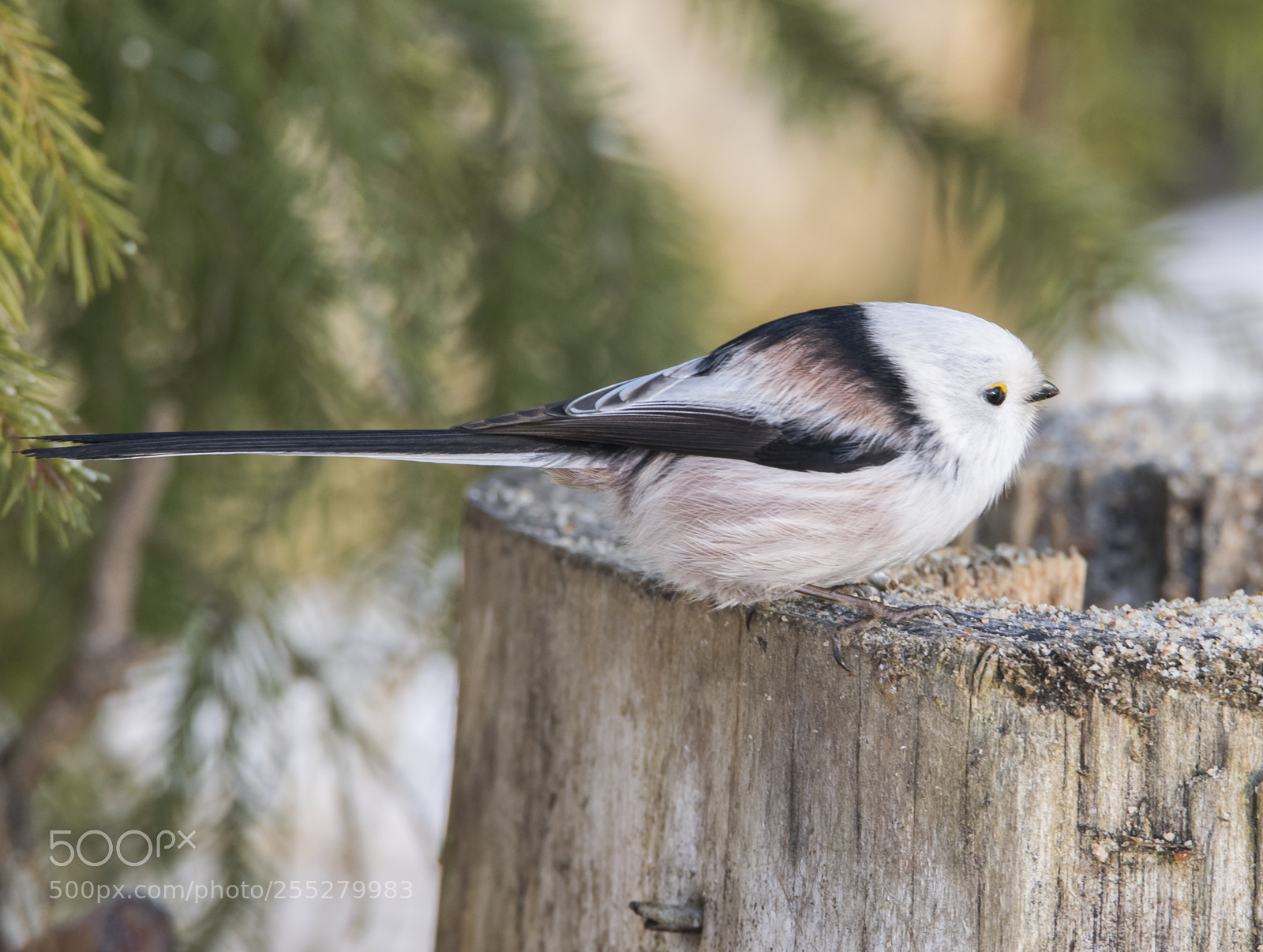 Nikon D5300 sample photo. Longtailed tit stjrtmes o photography