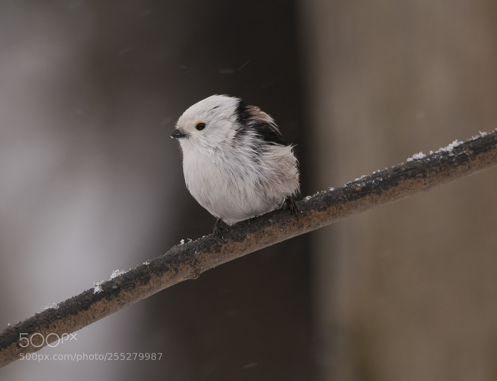 Nikon D5300 sample photo. Longtailed tit stjrtmes o photography