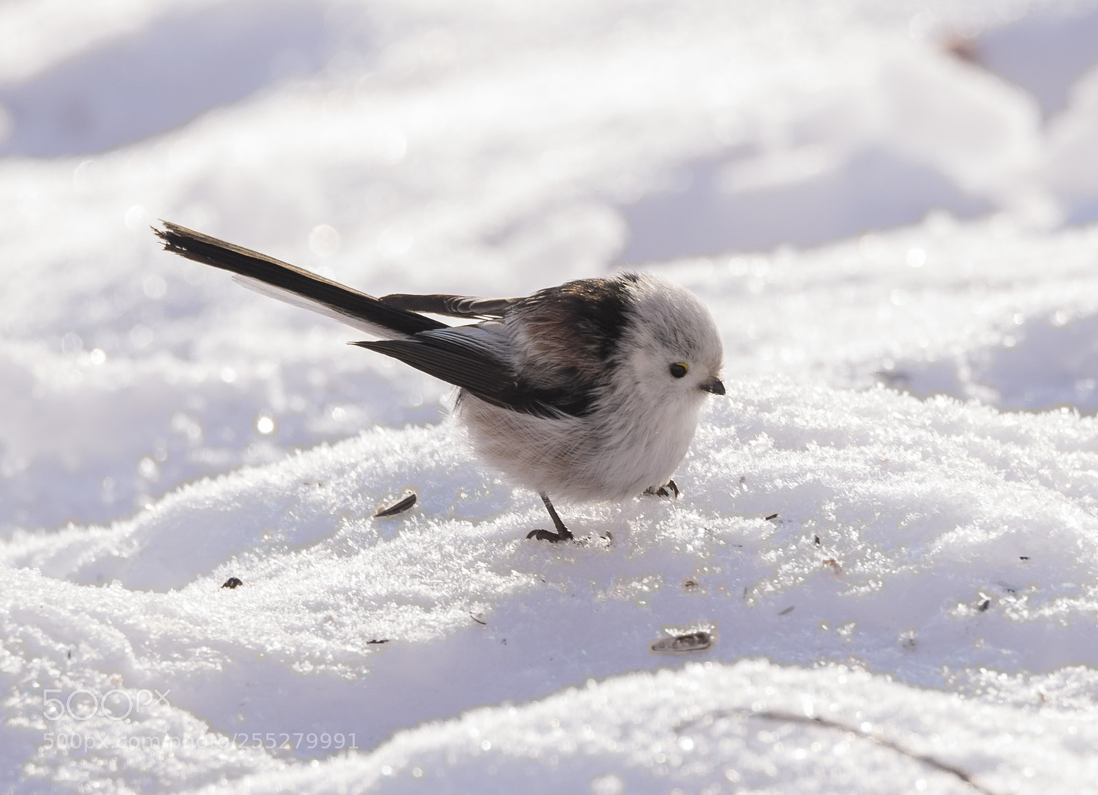 Nikon D5300 sample photo. Longtailed tit stjrtmes o photography