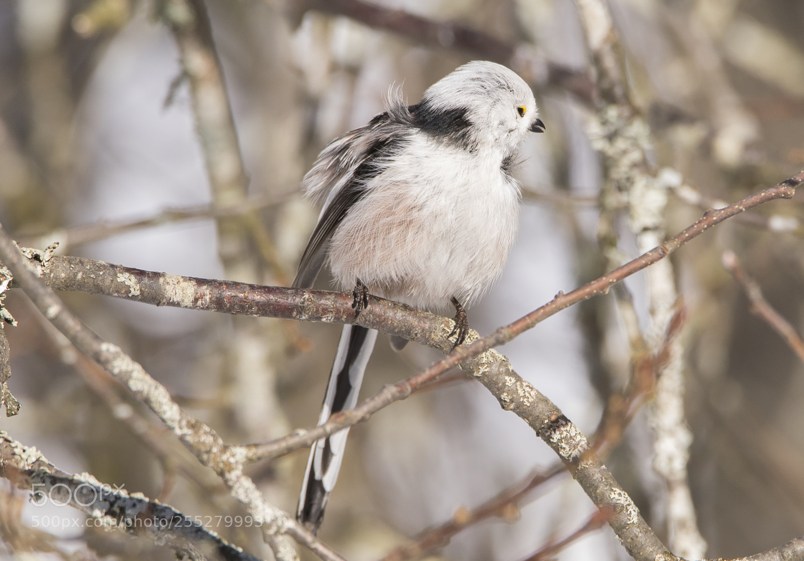Nikon D5300 sample photo. Longtailed tit stjrtmes o photography