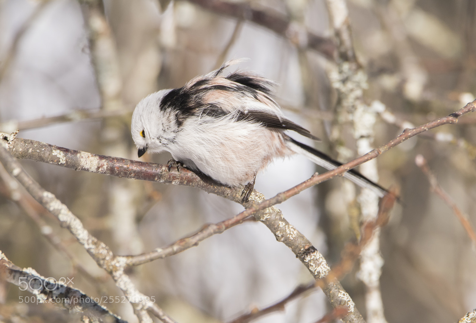 Nikon D5300 sample photo. Longtailed tit stjrtmes o photography
