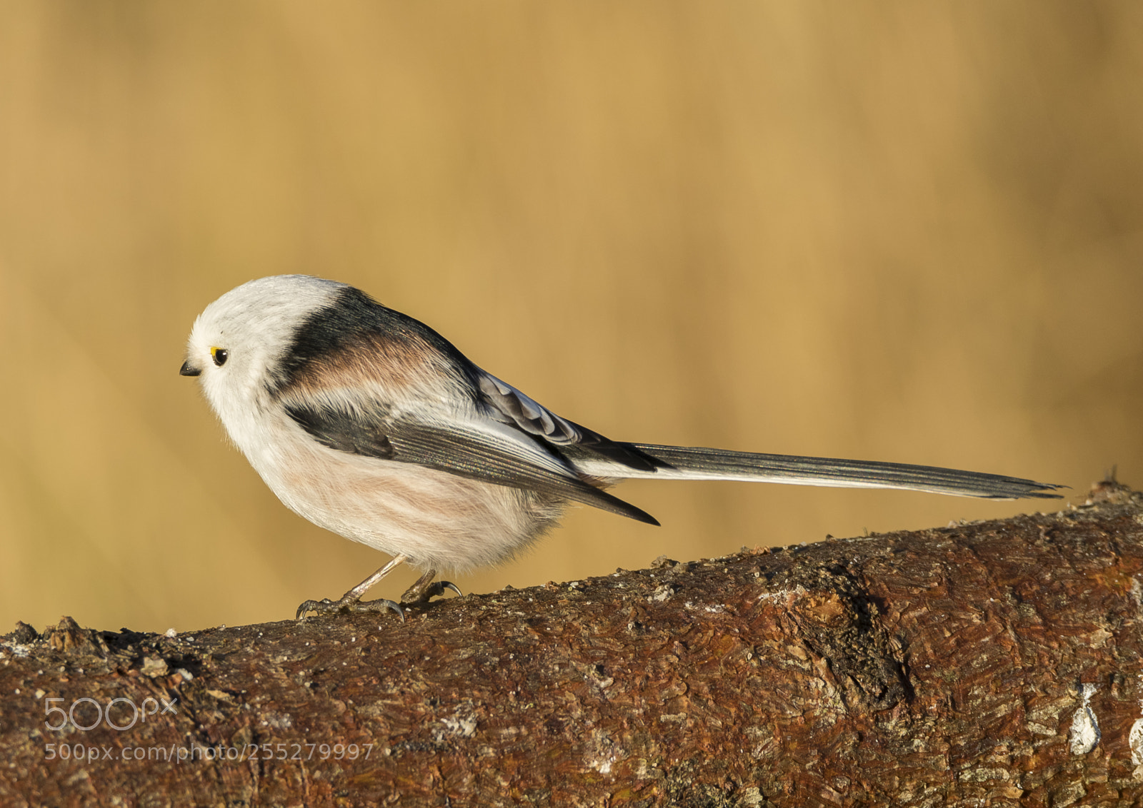 Nikon D5300 sample photo. Longtailed tit stjrtmes o photography