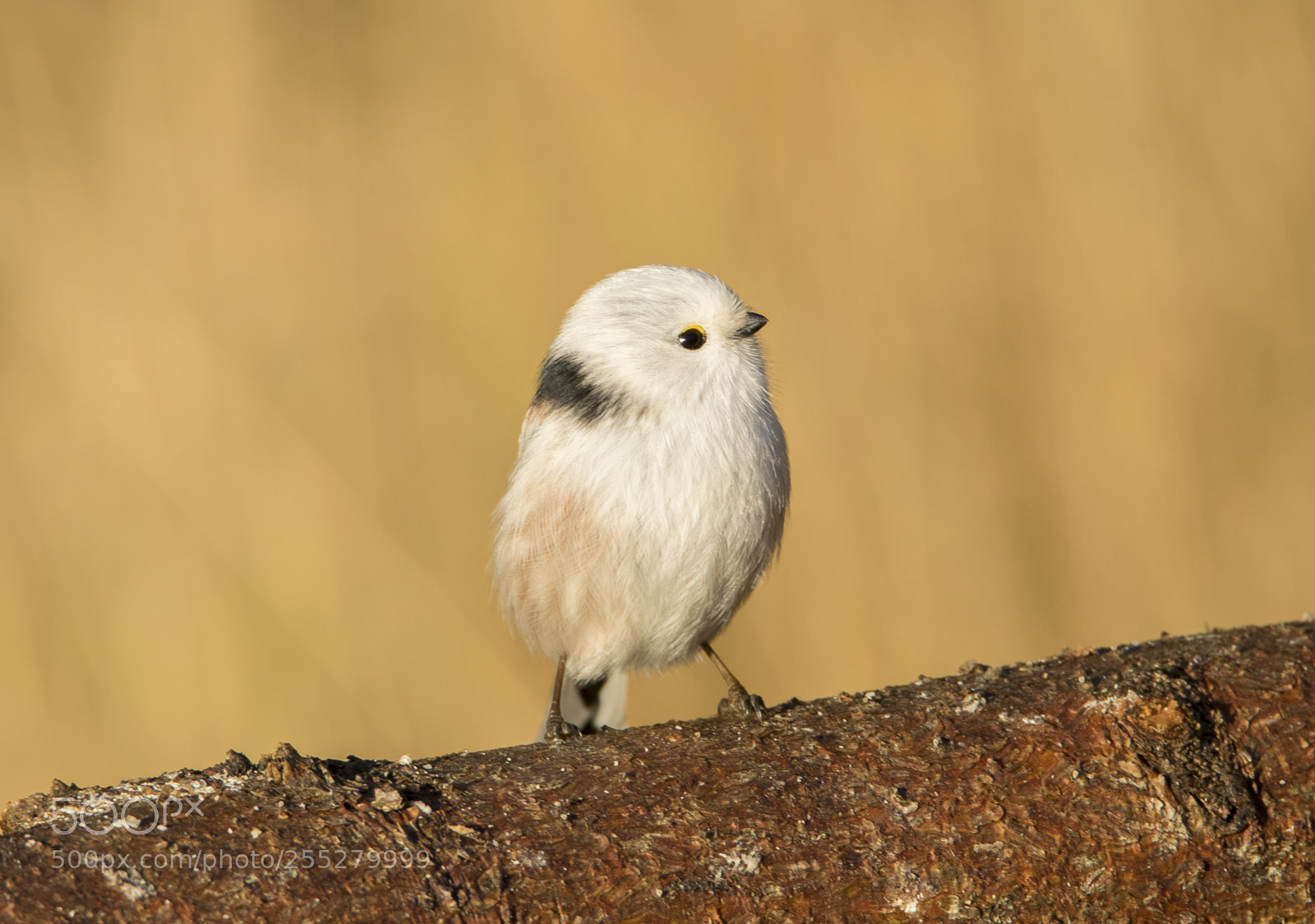 Nikon D5300 sample photo. Longtailed tit stjrtmes o photography