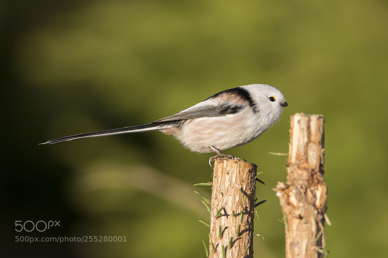 Nikon D5300 sample photo. Longtailed tit stjrtmes o photography