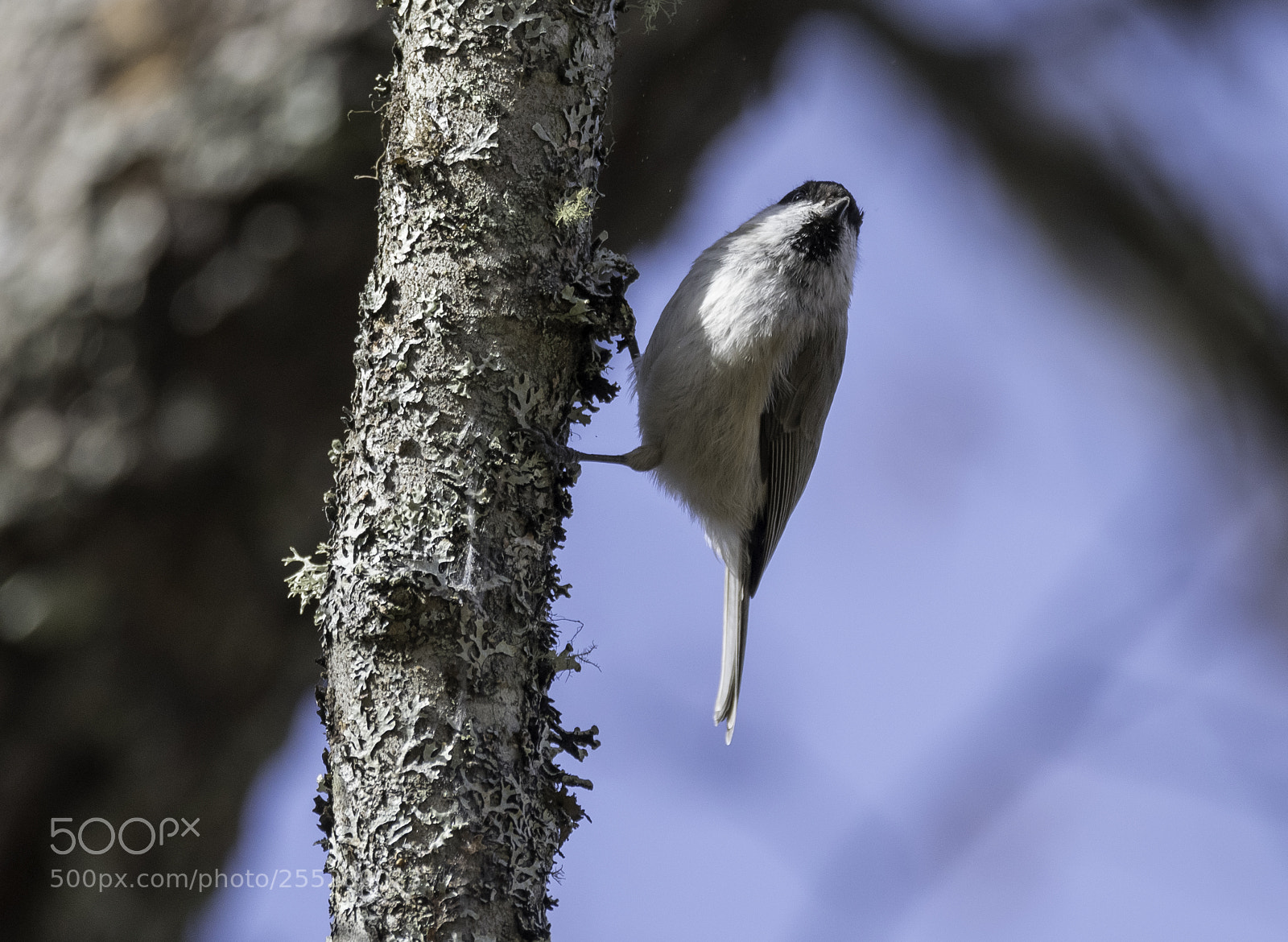 Nikon D5300 sample photo. Marsh tit entita o photography