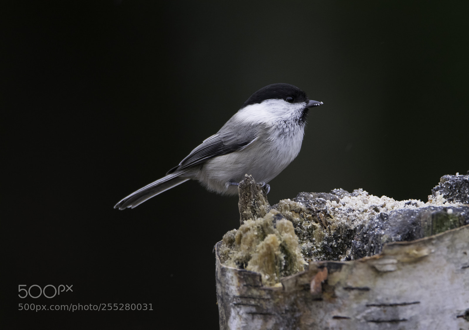 Nikon D5300 sample photo. Marsh tit entita o photography