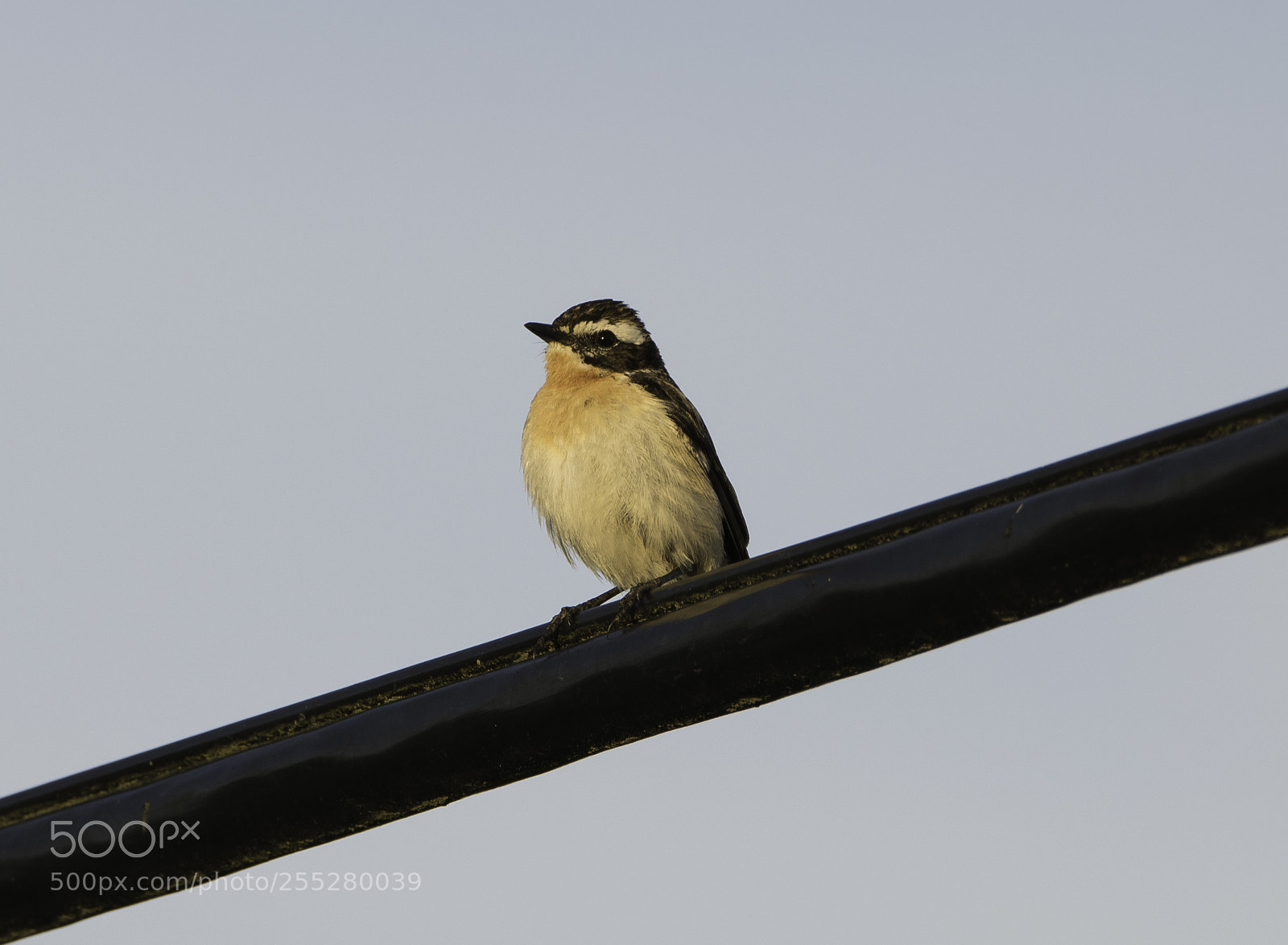 Nikon D5300 sample photo. Northern wheatear stenskvtta o photography