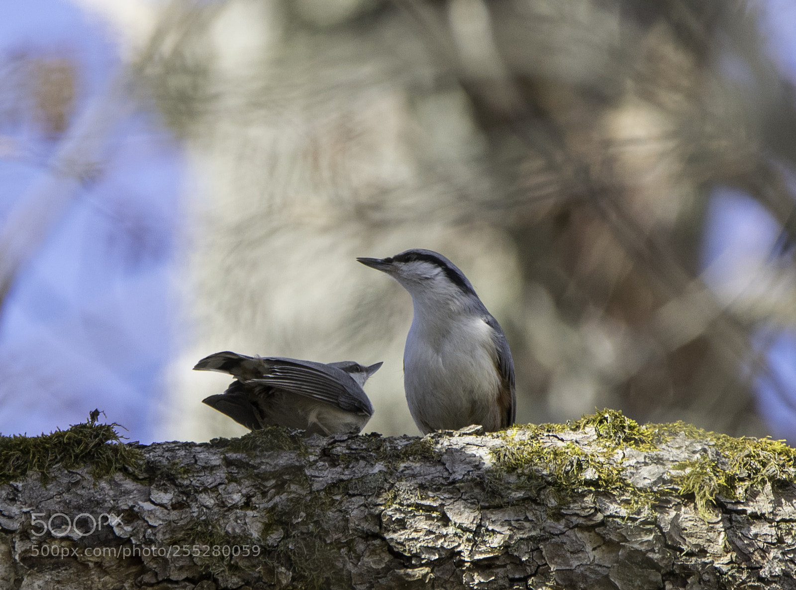 Nikon D5300 sample photo. Nuthatches ntvckor o photography