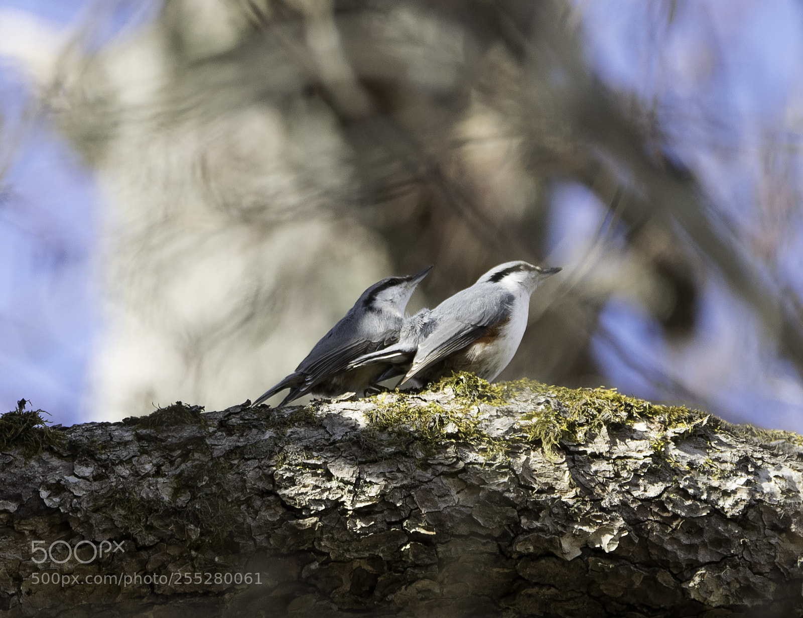 Nikon D5300 sample photo. Nuthatches ntvckor o photography