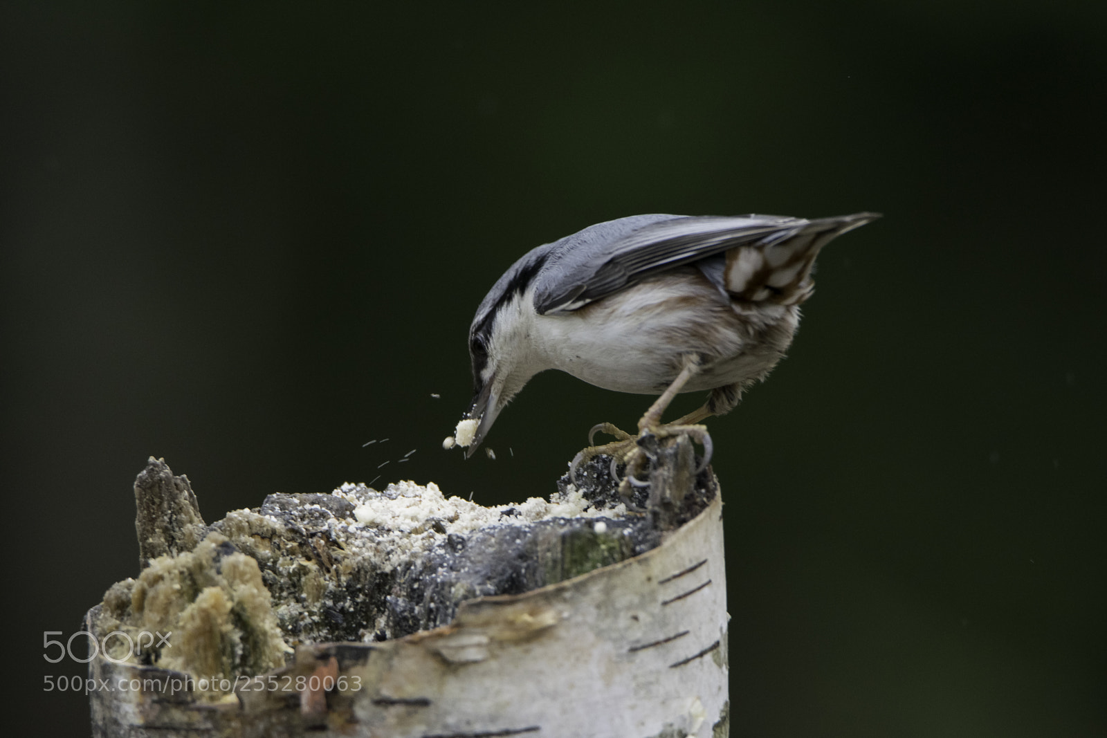 Nikon D5300 sample photo. Nuthatch ntvcka o photography