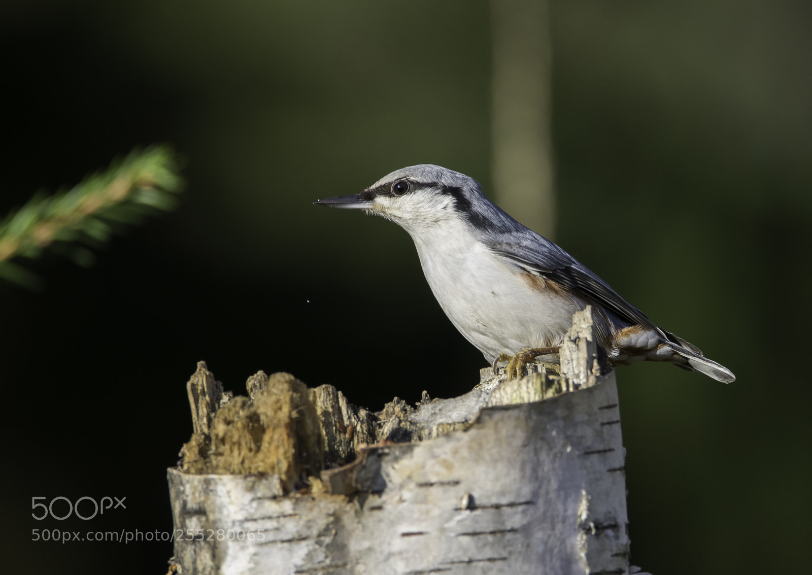 Nikon D5300 sample photo. Nuthatch ntvcka o photography