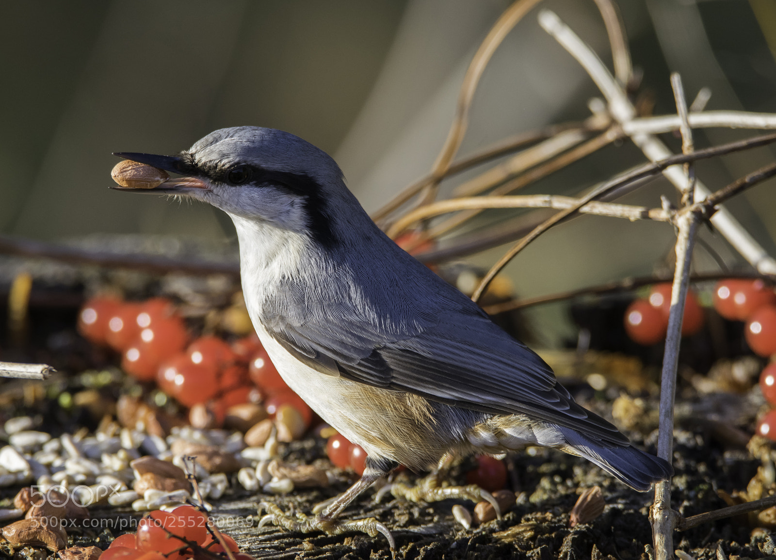 Nikon D5300 sample photo. Nuthatch ntvcka o photography