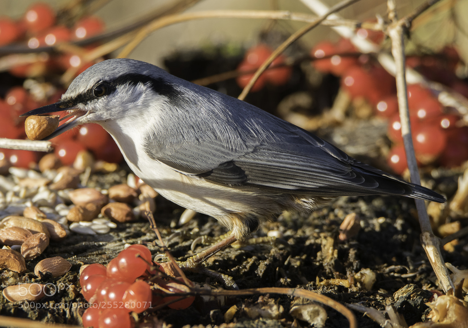 Nikon D5300 sample photo. Nuthatch ntvcka o photography