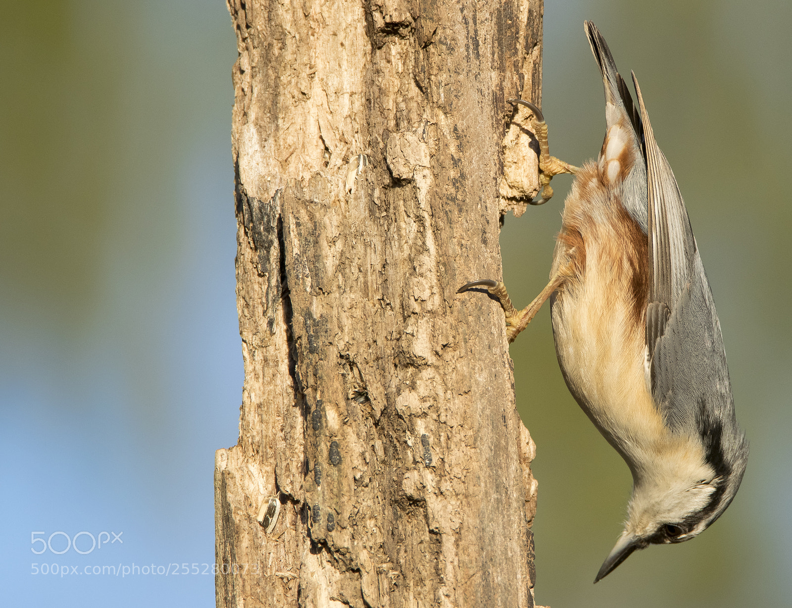 Nikon D5300 sample photo. Nuthatch ntvcka o photography