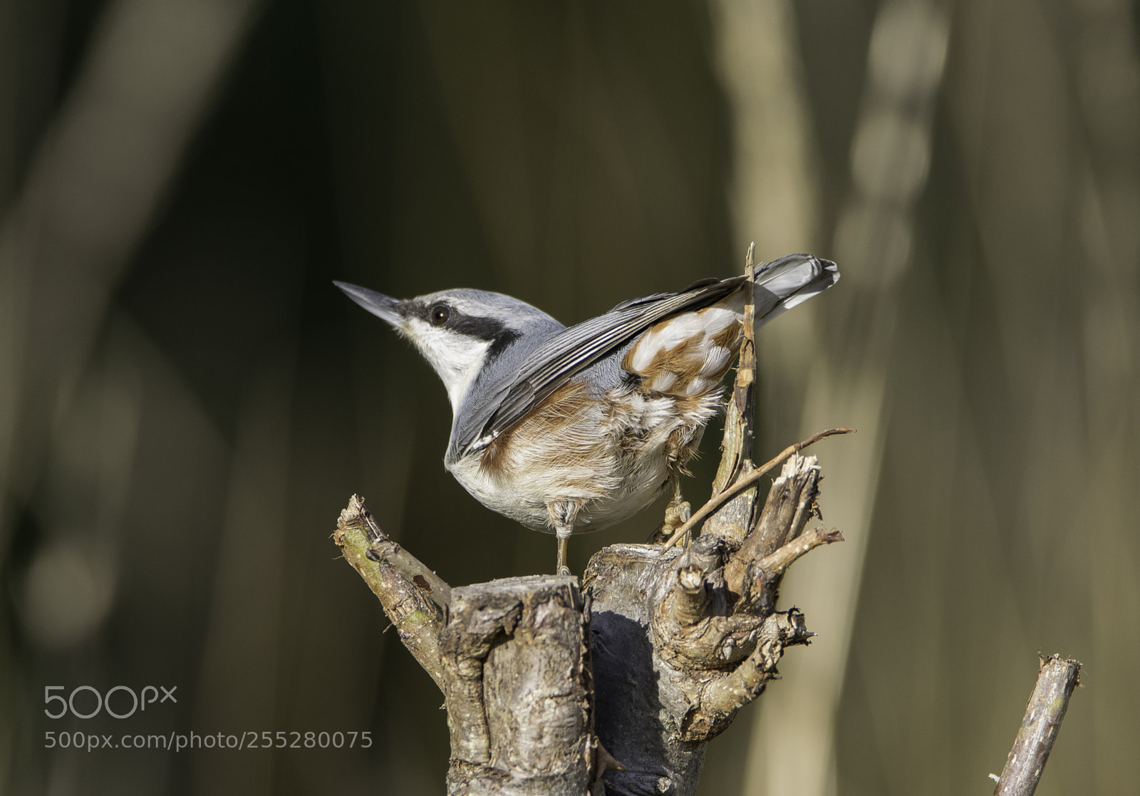 Nikon D5300 sample photo. Nuthatch ntvcka o photography