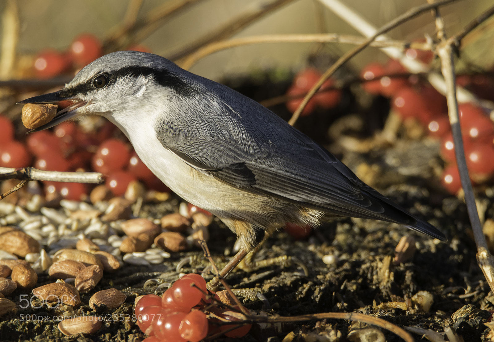 Nikon D5300 sample photo. Nuthatch ntvcka o photography